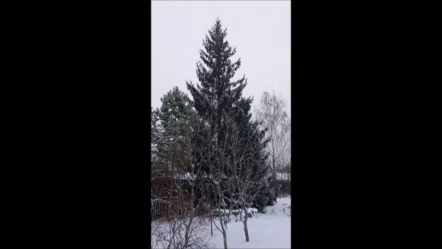 Овчарка. Собака. Том.