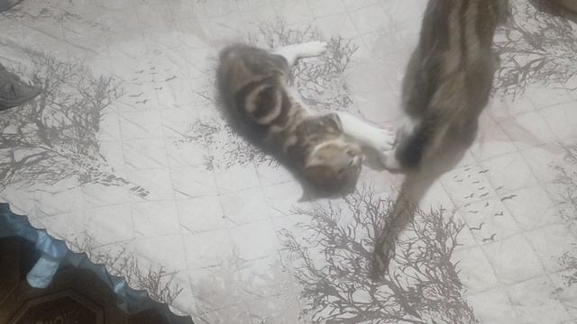 VID_20250127_073134