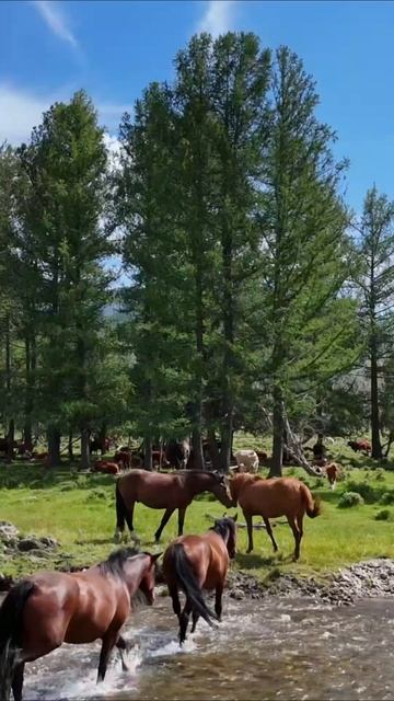 Наша экспедиция на Алтай. Княгинюшка #алтай #природа #катунь #горы #россия #производство #2025