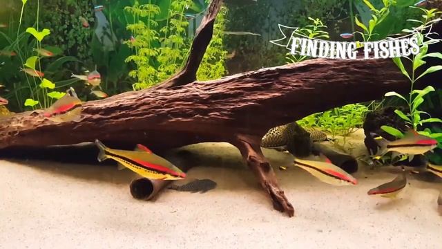 TOP 7 Types of barbs for community tank| Finding fishes