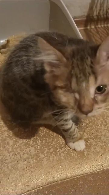 Котенок Котя 3 мес