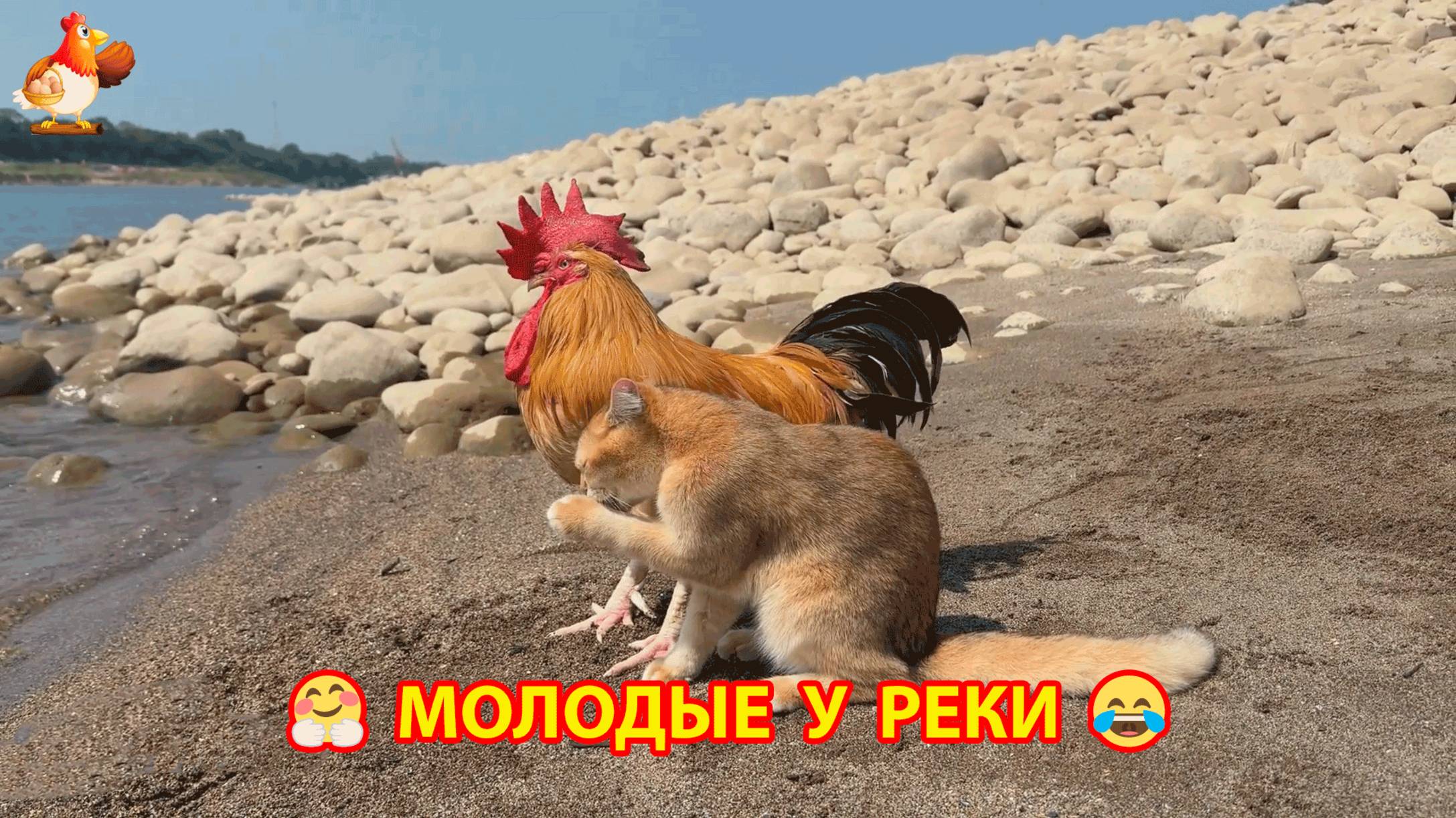 Молодые Кошка и Петух сбежали от забот на речку и прекрасно провели время ❣️🤗🥰