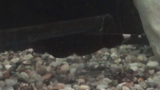 Arowana, Black Ghost Knife Fish, Pleco in a 55 gallon tank