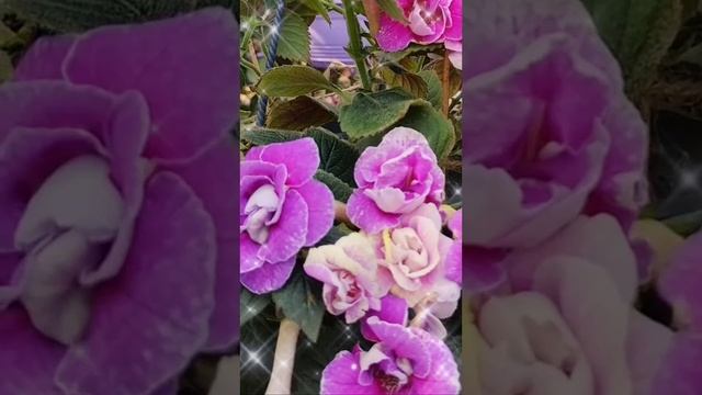 Ахименес RF's Lorena Frias. Варианты цветения.