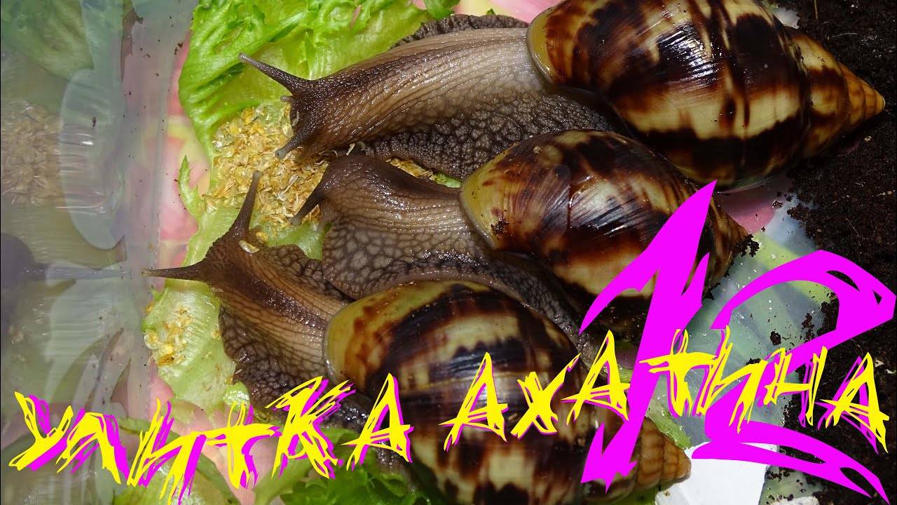 Улитка Ахатина - 12 часть День купания