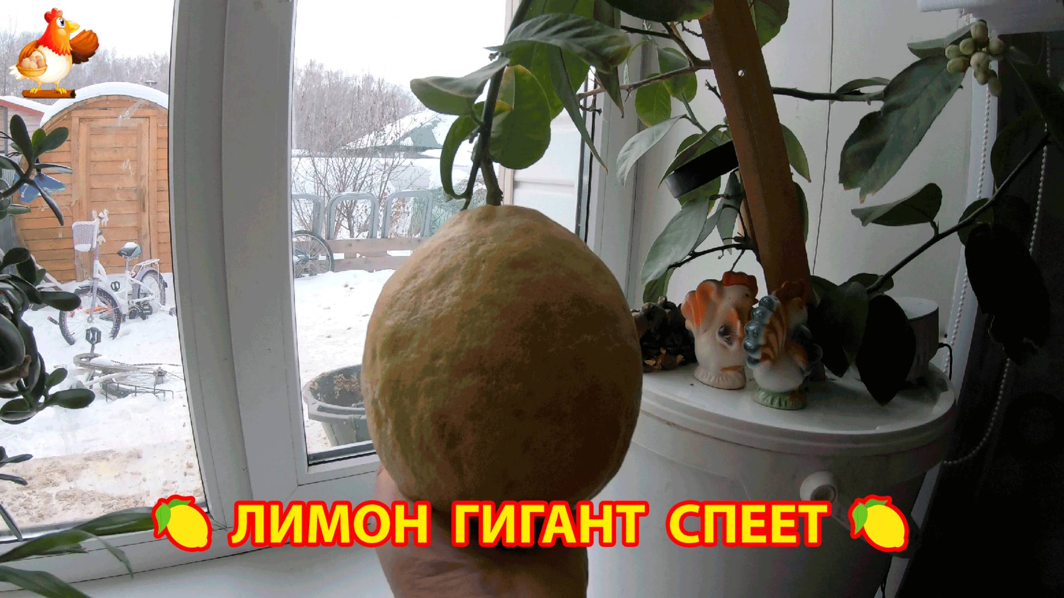 Лимон гигант на маленьком деревце 🍋❣️😂 Выращивание лимонов дома 😮