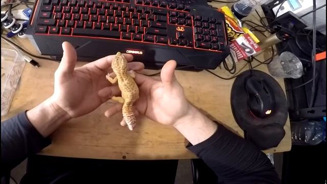 Tremper albino