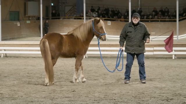 CLINIC med Hippologprogrammet. Tema unghäst