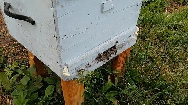 Перевозим пчёл на кочевку. Пасека на Алтае.