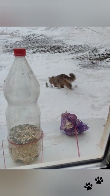 Прилетела пушистая синица