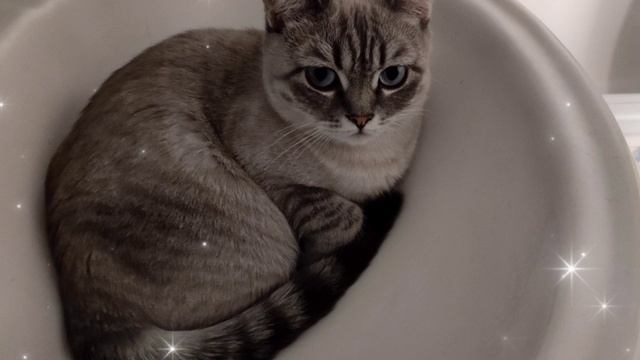 Не буду я извиняться!Соня опять отдыхает в раковине!