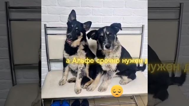 Бородатой  мамзель Альфе  нужен дом!