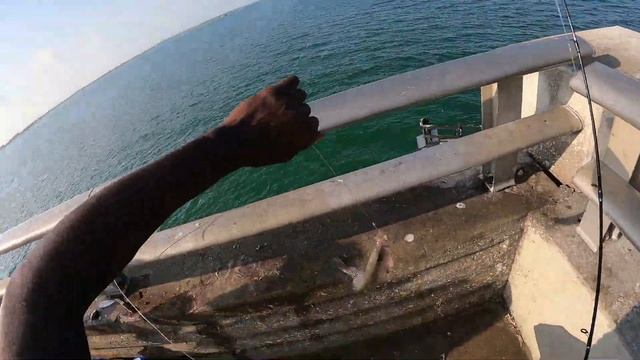 MANGROVE SNAPPER FISHING