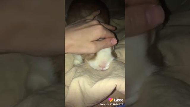 Ми ми милота