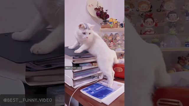 Тех кого приручили🤣🤣🤣