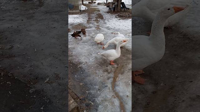 Жадные водохлепы