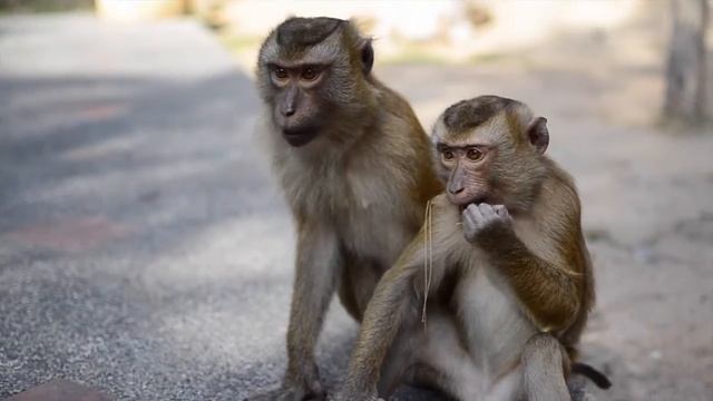 Feeding Monkeys @ Monkey Hill, Phuket
