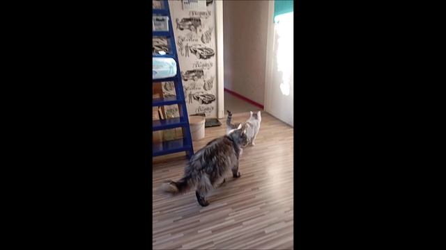 Кот
