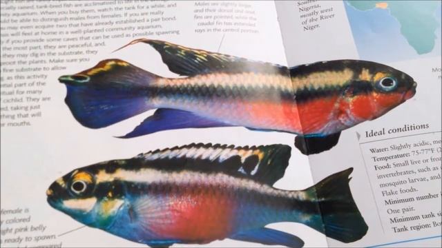 Species Profile # 20: The kribensis Cichlid (Pelvicachromis pulcher)