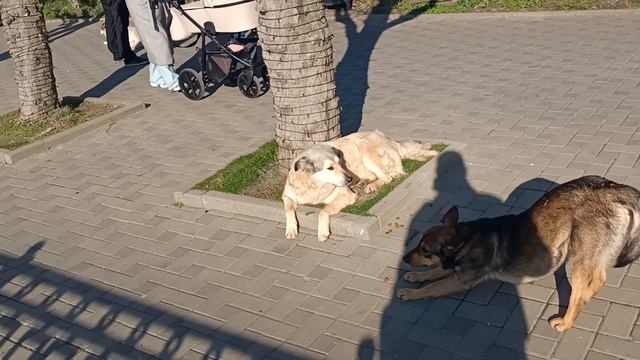 Анапа. Прогулка по улице Кирова. Погода шепчет! 27 января 2025. 14.30