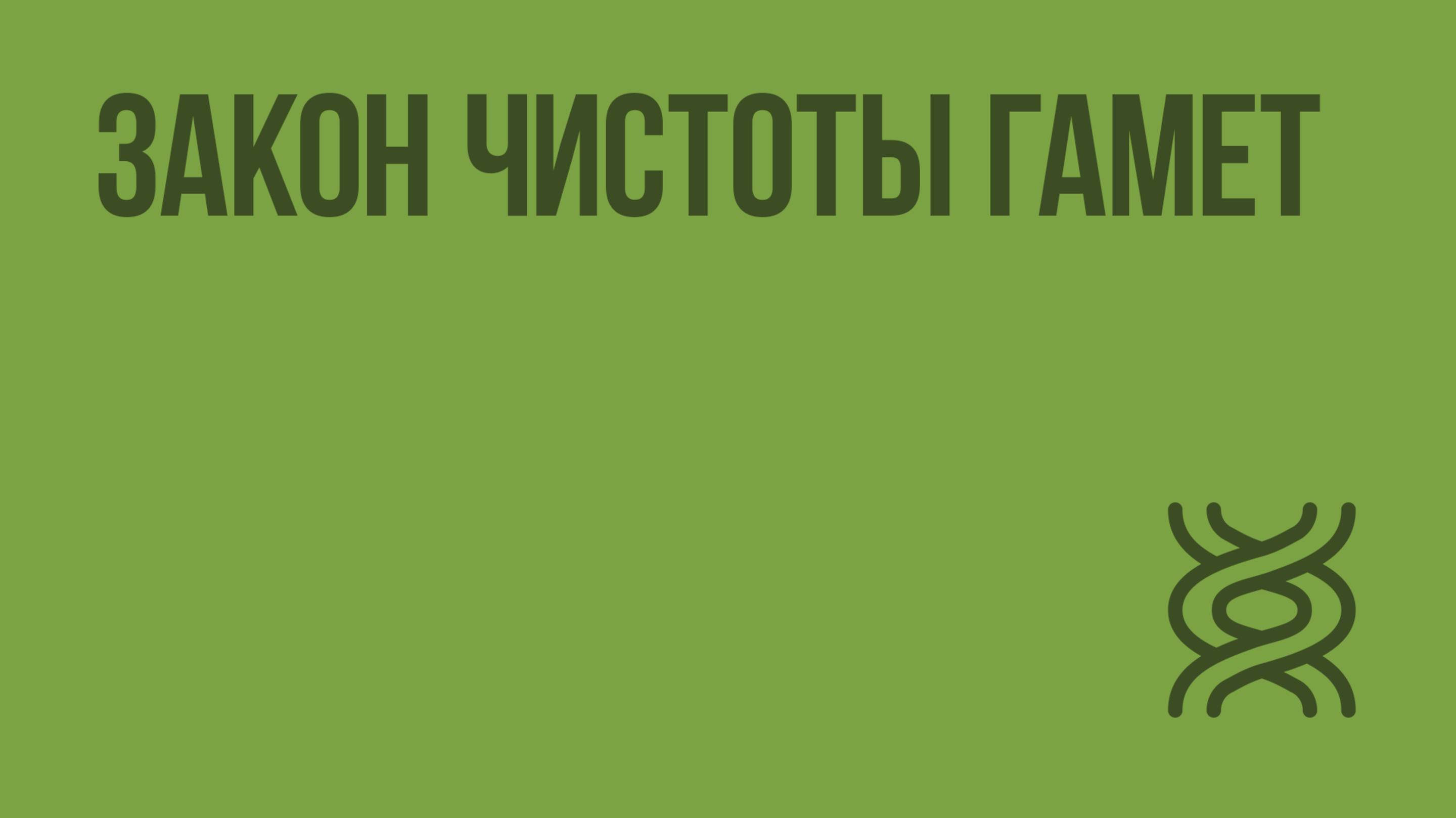 Закон чистоты гамет. Видеоурок по биологии 10 класс