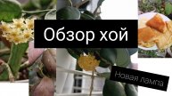обзор хой, новая лампа // январь 2025//