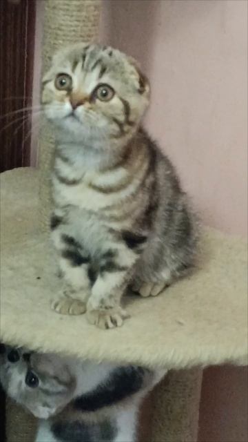 Котенок Китти