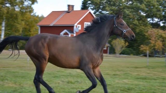 Justicia af Hagalund foton 2014 06 24