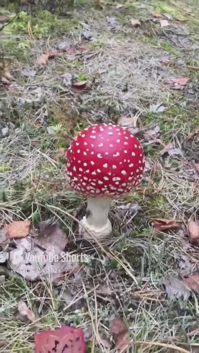 Сегодня нам поподаются красивые мухоморы#Today we are served beautiful fly agarics #sorts #лес