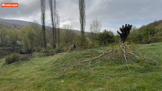 BU SUYU İÇENLER ŞİFA BULUYORMUŞ / DAĞ EVİNDE YAĞMUR VE FIRTINALI GÜN / 38 TANE KAZ YAVRUMUZ OLDU