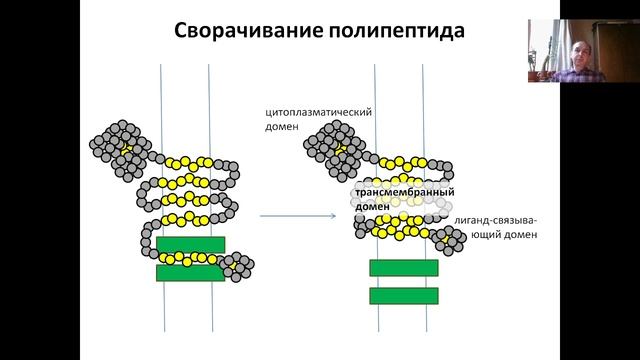 Оновы молекулярной и клеточной биологии (2024) Л. 4. Трансляция, Биосинтез белка. Ч. 3. Фолдинг.