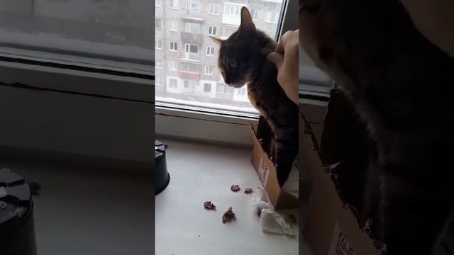 Котя. Любимое занятие