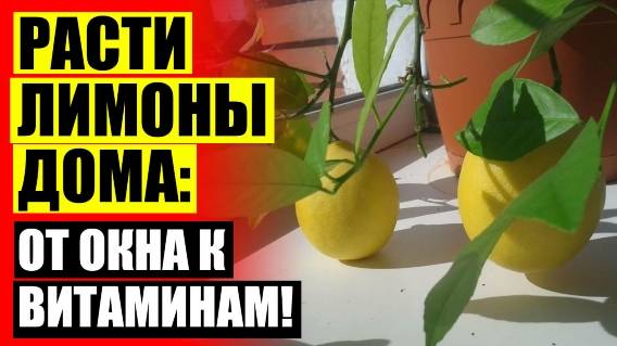 🔔 Как вырастить из косточки абхазский лимон