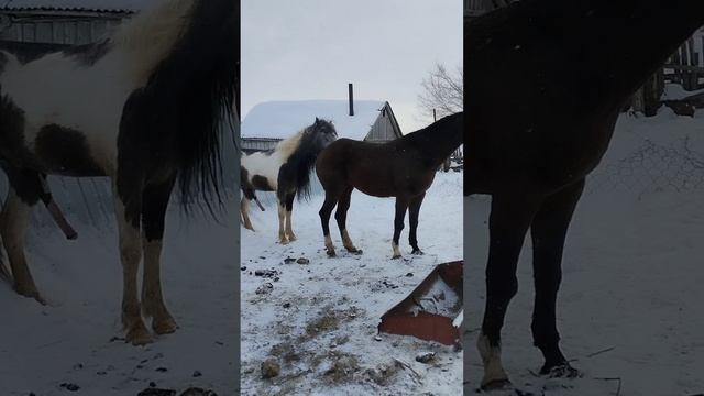 Делиша - новая лошадь в моём хозяйстве