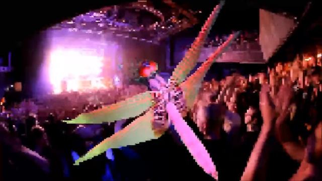 Dragonfly In The Club