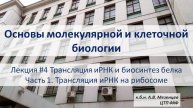 Основы мол. и кл. биологии (2024). Л.4. Трансляция иРНК. Биосинтез белка. Ч. 1 Трансляция иРНК