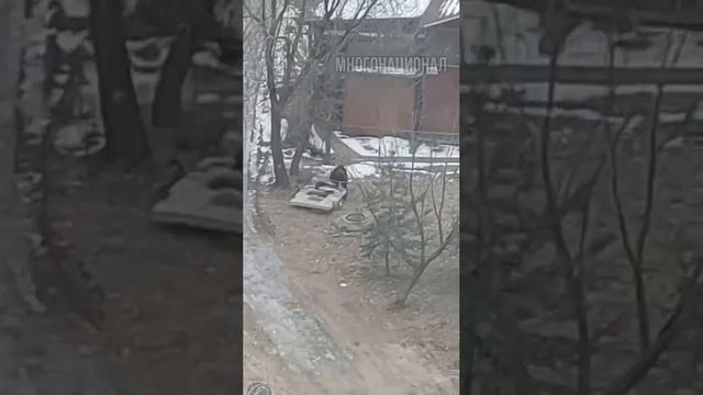 МИГРАНТ зарезал барана и разделывает его.В Москве по адресу улица Производственная 4а