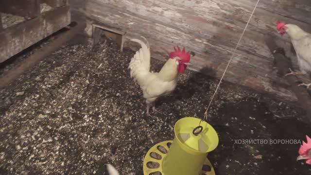 Петух клюётся. Видимо виноваты гены