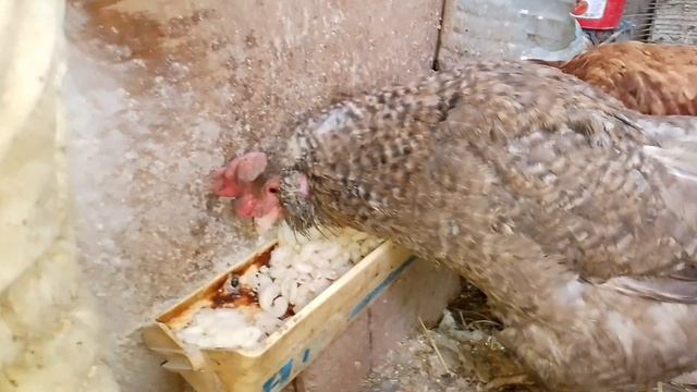 Курочки на 27 января (пшено и макароны)