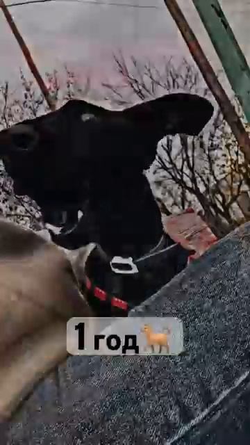 Давайте знакомится🐶
Меня зовут Раф, я такса с необычными ушками😌
Мне 1.6 месяцев🖤