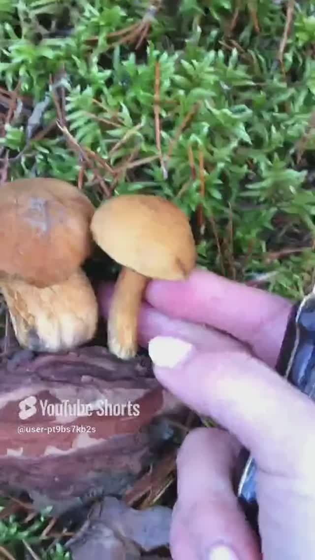 Толстый и тонкий#Thick & Thin #sorts #лес #forest