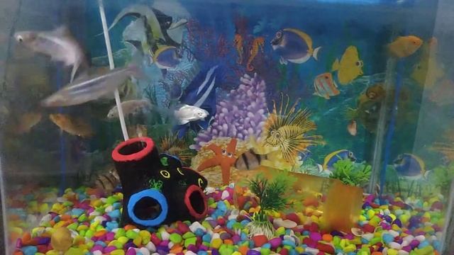 Mix Acqurium fish Tank & lazy Lamhe song 😎 My Sharks, Milky bar, honey Gurami,pleco,Karf,Tiger Fish