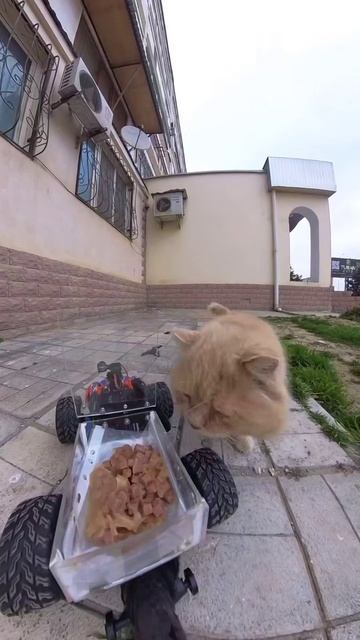 кормушка для бездомных