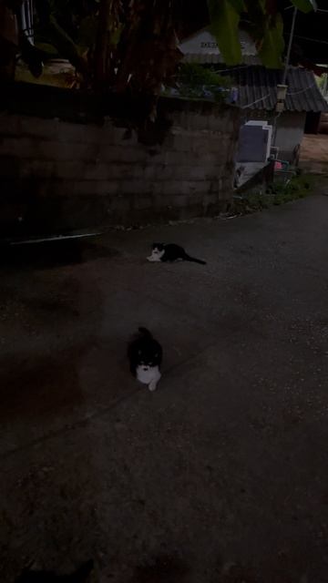Котики Пхукета