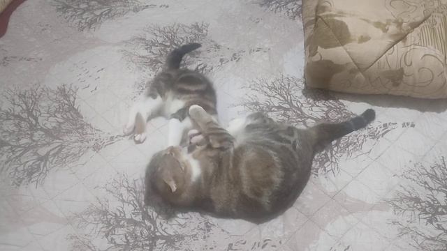 VID 20250127 072546