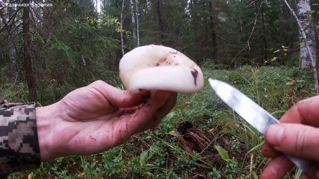 Сезон Грибов в Карелии - Грибы 2020 Корзинами! Волшебный Лес Удивляет Грибным Изобилием [3ч]