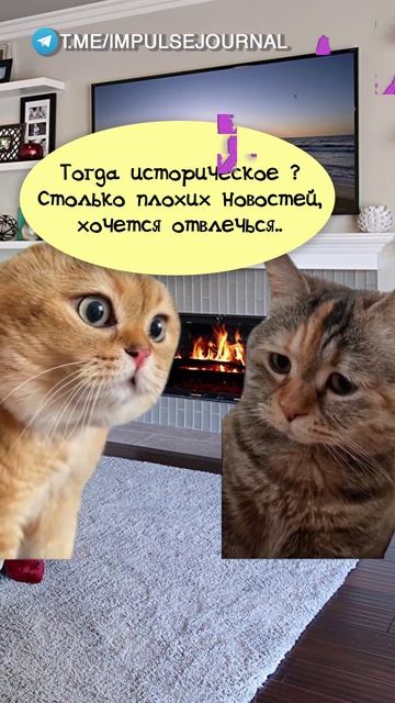 Криминал #мыкотики #вмем #разговор #анекдот #шутки #животные #юмор #кошки #смешное #мемы #скетчи
