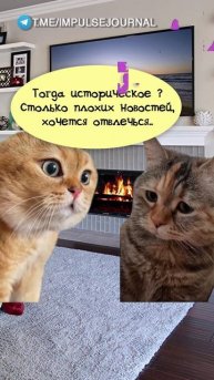 Криминал #мыкотики #вмем #разговор #анекдот #шутки #животные #юмор #кошки #смешное #мемы #скетчи