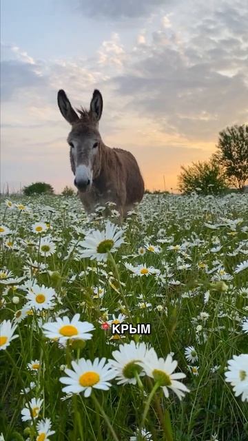 Полуостров Крым