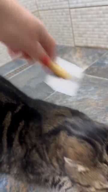 ЧЕССИ🐯Я ВСЕГДА ЗНАЮ ГДЕ НАЙТИ КРАСОТКУ ПЕРЕД СНОМ